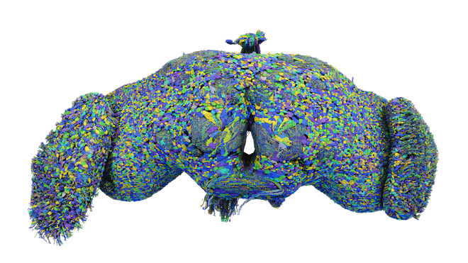 Fly brain