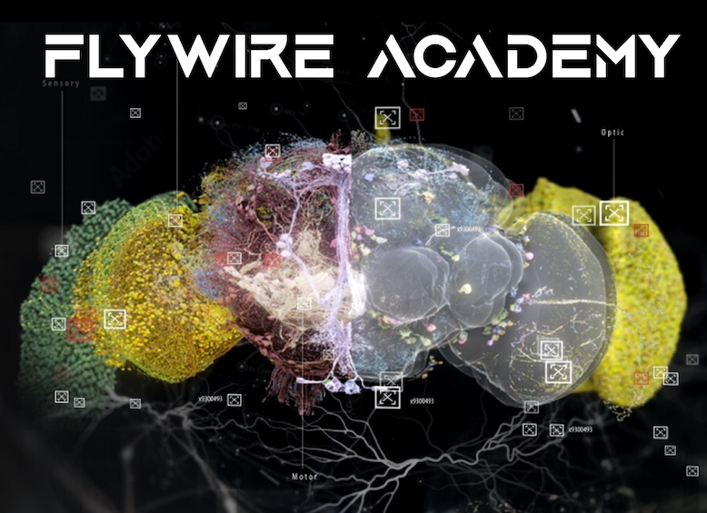 FlyWire Academy